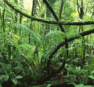 Guyane (Française)