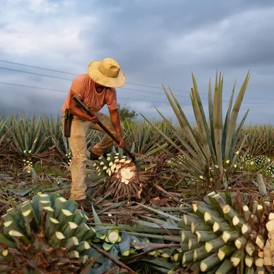 Mezcal